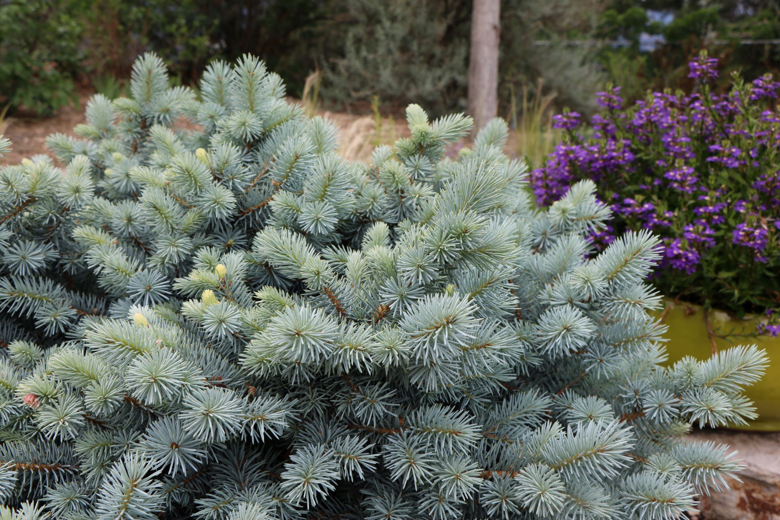 St. Mary's Blue Spruce